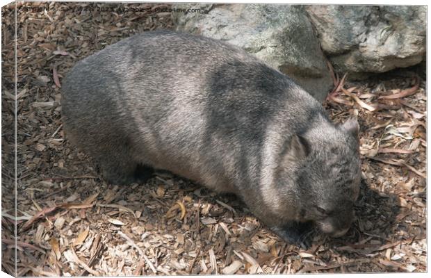 Wombat Canvas Print by Sally Wallis