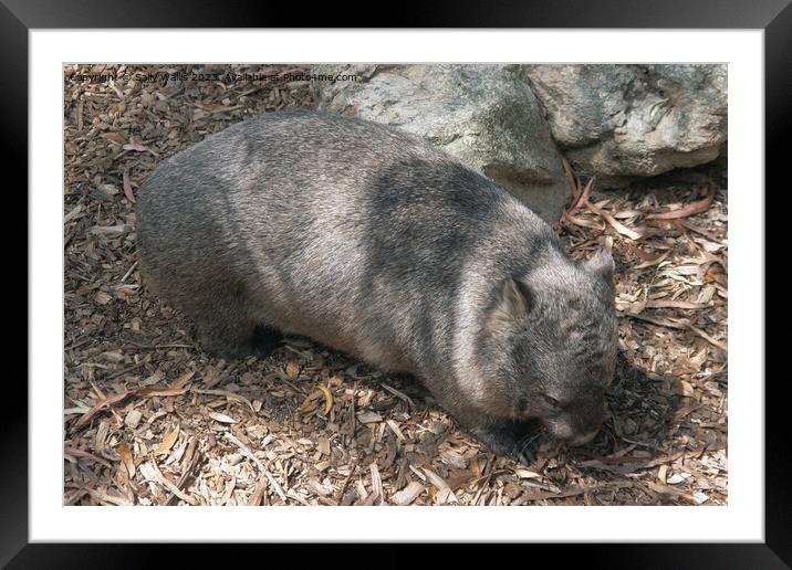 Wombat Framed Mounted Print by Sally Wallis