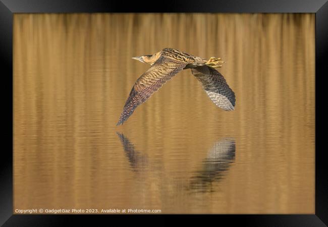 Bittern flying over the lake Framed Print by GadgetGaz Photo