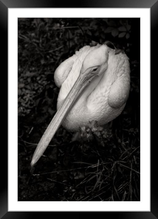 Great White Pelican In Monochrome Framed Mounted Print by Artur Bogacki