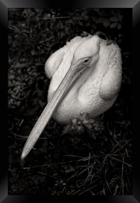 Great White Pelican In Monochrome Framed Print by Artur Bogacki