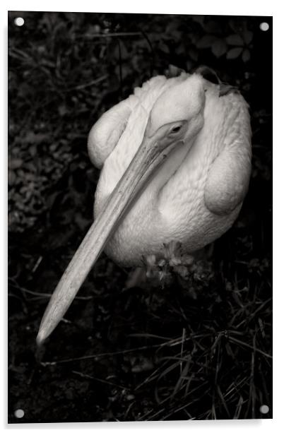 Great White Pelican In Monochrome Acrylic by Artur Bogacki