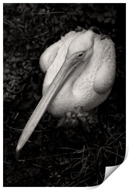 Great White Pelican In Monochrome Print by Artur Bogacki