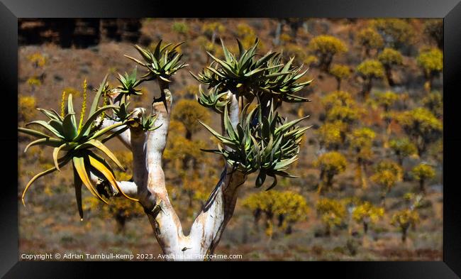 Quiver tree forest Framed Print by Adrian Turnbull-Kemp