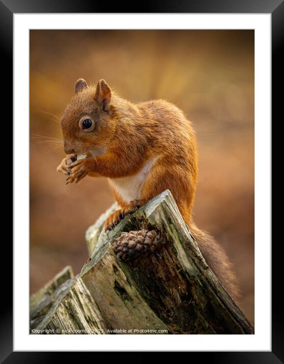 Red Squirrel Lunching Framed Mounted Print by nick coombs