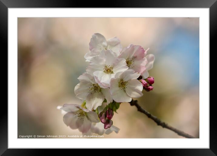 Spring Cherry blossom  Framed Mounted Print by Simon Johnson