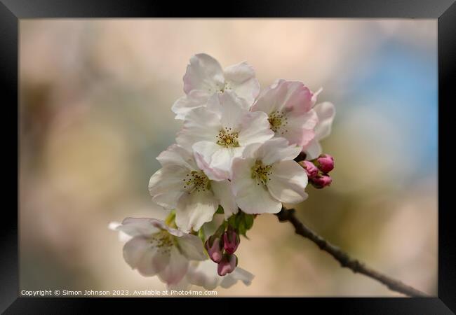 Spring Cherry blossom  Framed Print by Simon Johnson