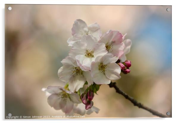 Spring Cherry blossom  Acrylic by Simon Johnson