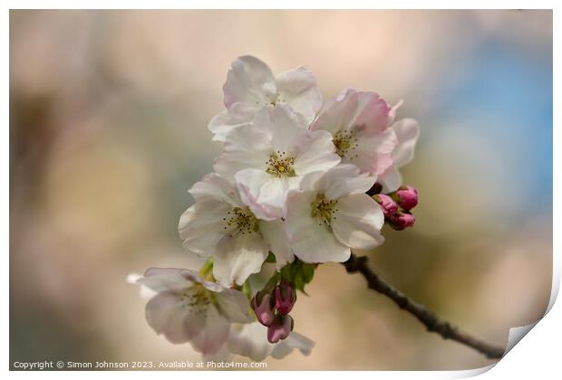 Spring Cherry blossom  Print by Simon Johnson