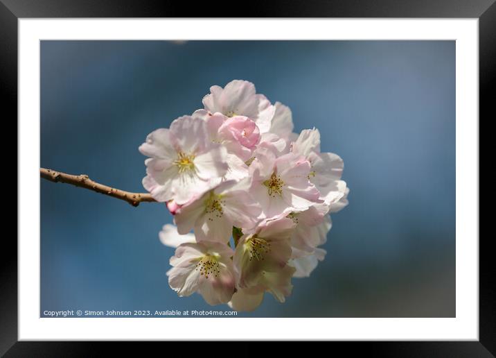 White Cherry blossom  Framed Mounted Print by Simon Johnson