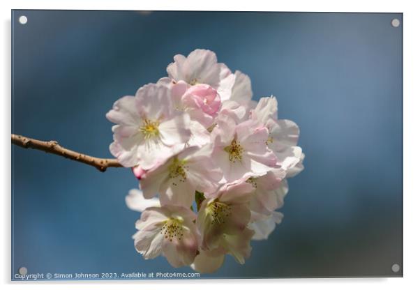 White Cherry blossom  Acrylic by Simon Johnson