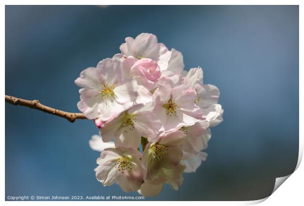White Cherry blossom  Print by Simon Johnson