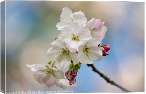 Cherry blossom  Canvas Print by Simon Johnson