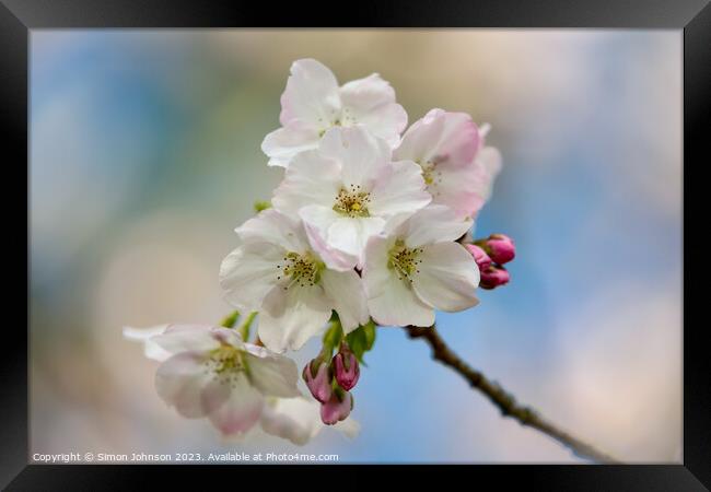 Cherry blossom  Framed Print by Simon Johnson