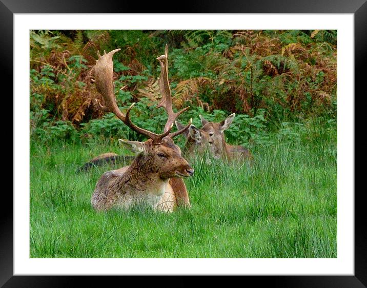 Deer O Deer Framed Mounted Print by Louise Godwin