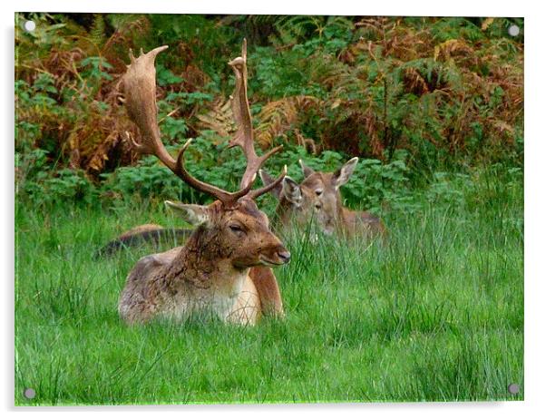 Deer O Deer Acrylic by Louise Godwin