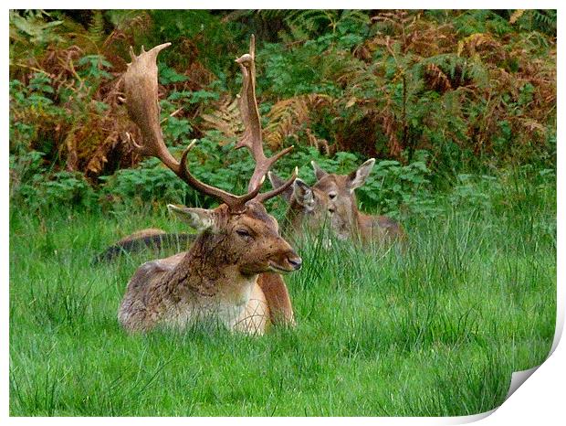 Deer O Deer Print by Louise Godwin