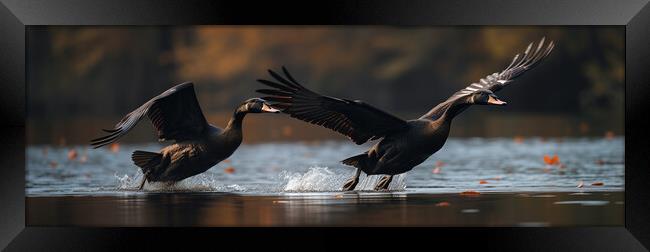 Black Swans Framed Print by Bahadir Yeniceri