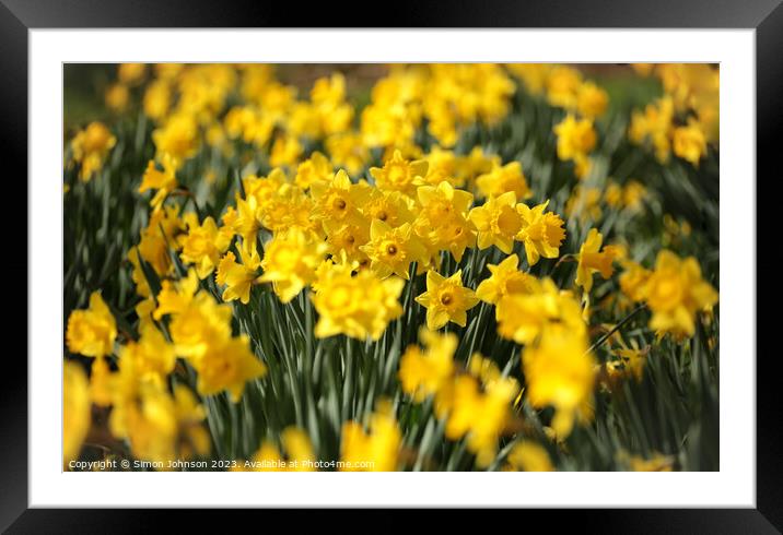Sunlit Daffodils  Framed Mounted Print by Simon Johnson