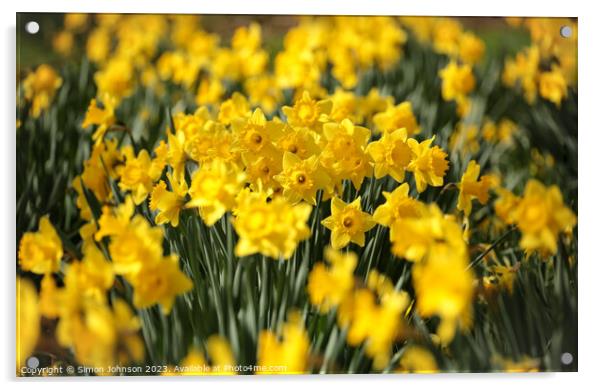 Sunlit Daffodils  Acrylic by Simon Johnson