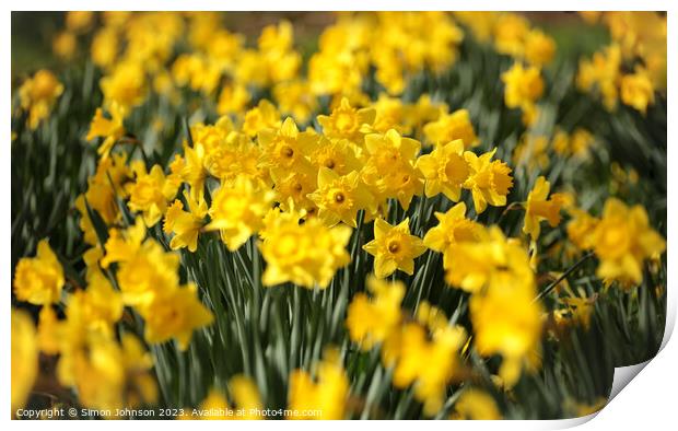 Sunlit Daffodils  Print by Simon Johnson