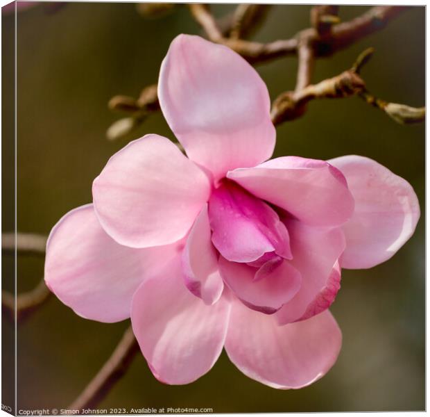 pink magnolia flower Canvas Print by Simon Johnson