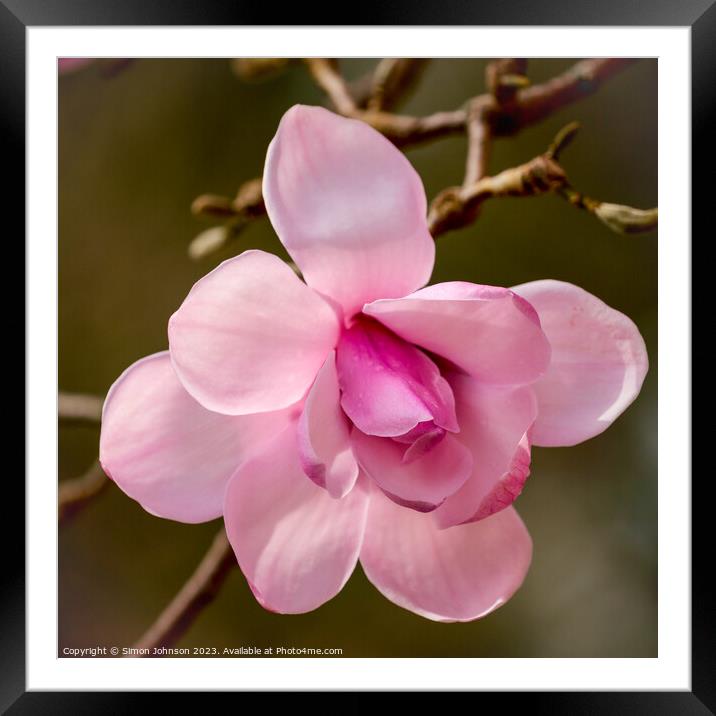 pink magnolia flower Framed Mounted Print by Simon Johnson