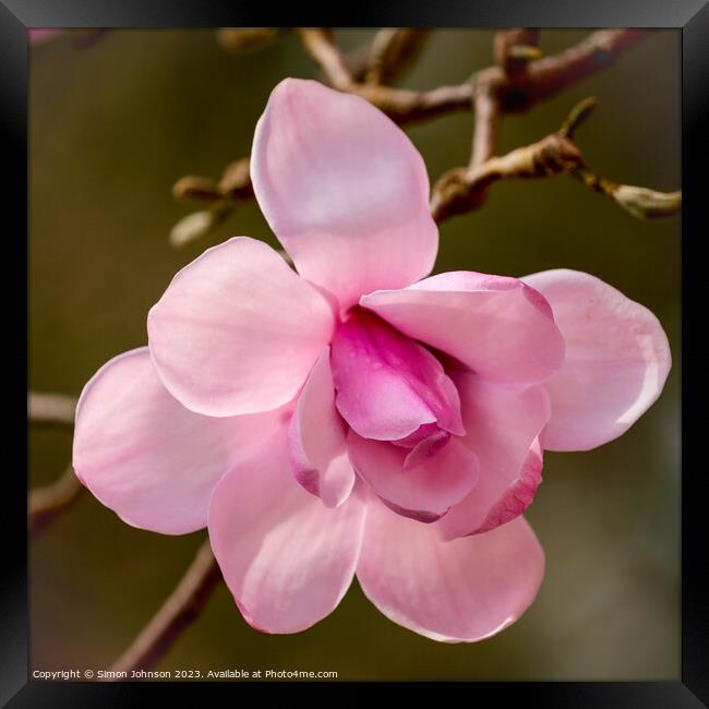 pink magnolia flower Framed Print by Simon Johnson