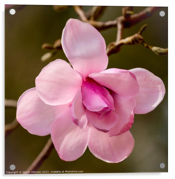 pink magnolia flower Acrylic by Simon Johnson