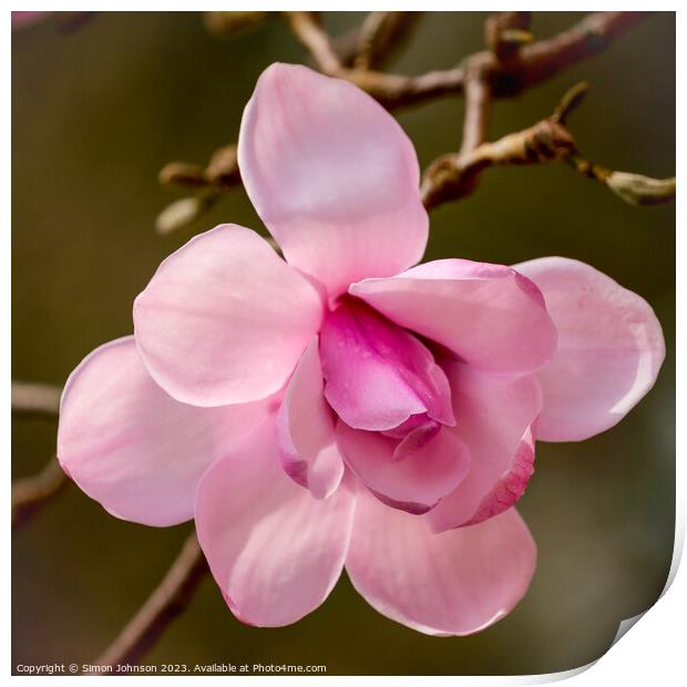pink magnolia flower Print by Simon Johnson