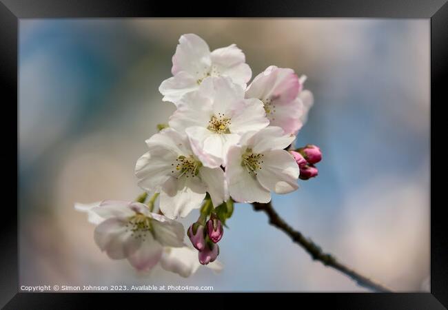 Spring blossom  Framed Print by Simon Johnson