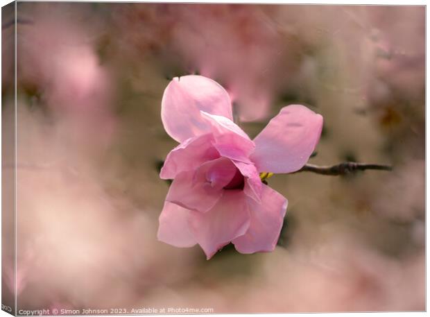Pink magnolia flower  Canvas Print by Simon Johnson