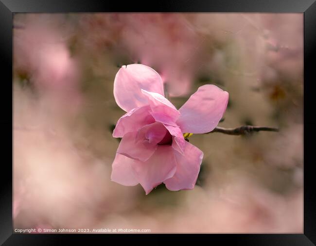 Pink magnolia flower  Framed Print by Simon Johnson