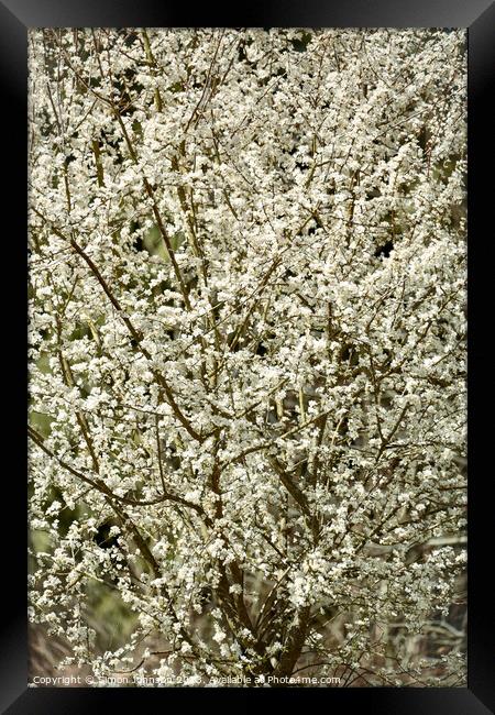 Blossom explosion  Framed Print by Simon Johnson