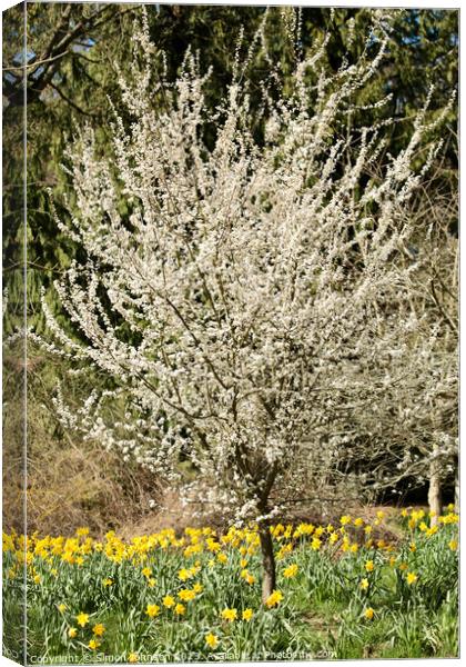 Cherry tree and Daffodils  Canvas Print by Simon Johnson
