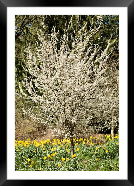 Cherry tree and Daffodils  Framed Mounted Print by Simon Johnson