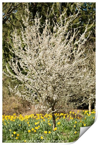 Cherry tree and Daffodils  Print by Simon Johnson