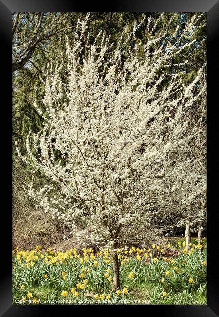 Cherry blossom and Daffodils  Framed Print by Simon Johnson