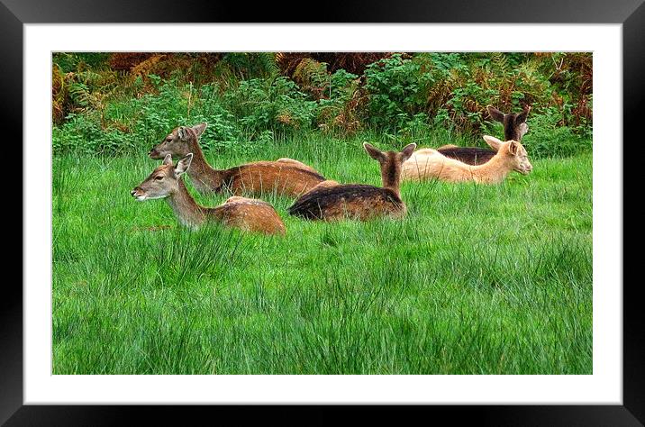 Deer To My Heart! Framed Mounted Print by Louise Godwin