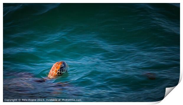 The Loggerhead Print by Pete Evans