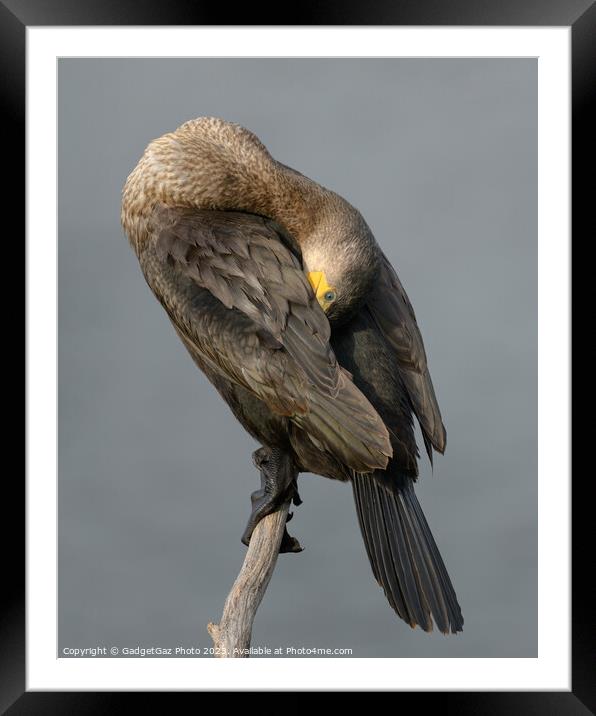 Cormorant Perched Framed Mounted Print by GadgetGaz Photo