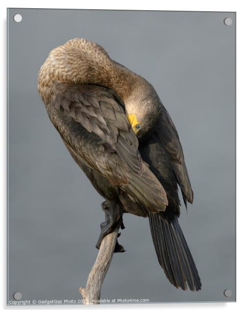 Cormorant Perched Acrylic by GadgetGaz Photo