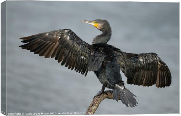 Cormorant with wings spread Canvas Print by GadgetGaz Photo