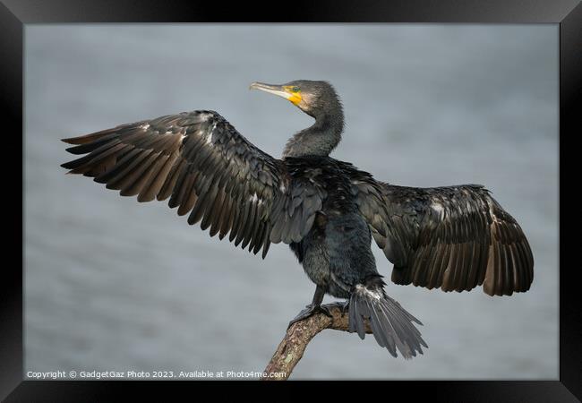 Cormorant with wings spread Framed Print by GadgetGaz Photo