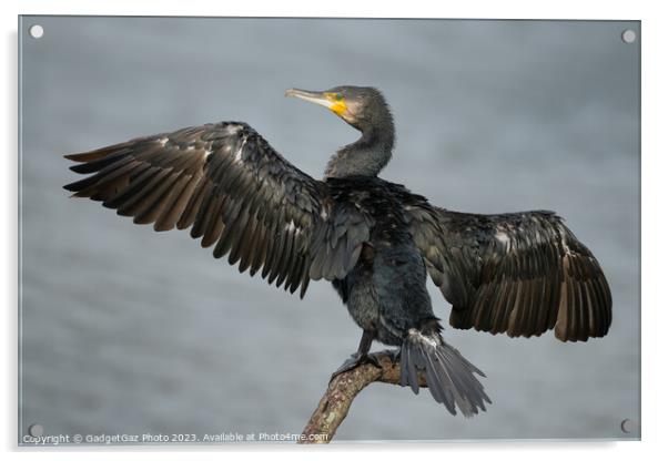 Cormorant with wings spread Acrylic by GadgetGaz Photo