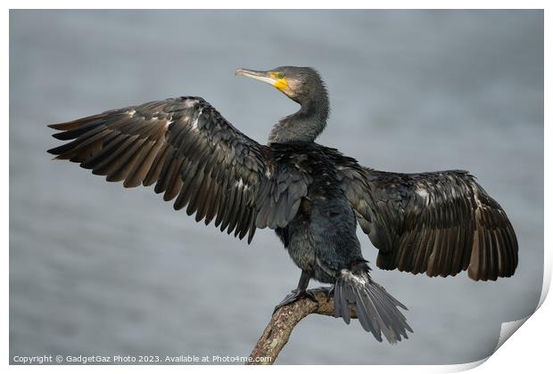 Cormorant with wings spread Print by GadgetGaz Photo