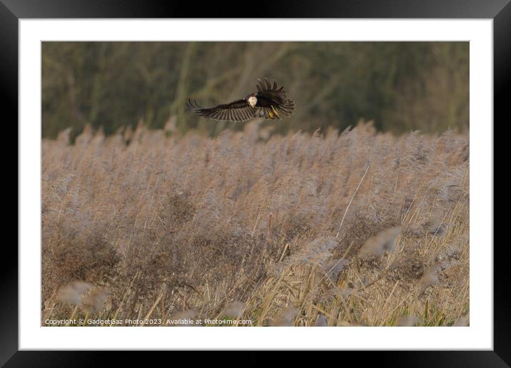 Marsh harrier surveying Framed Mounted Print by GadgetGaz Photo