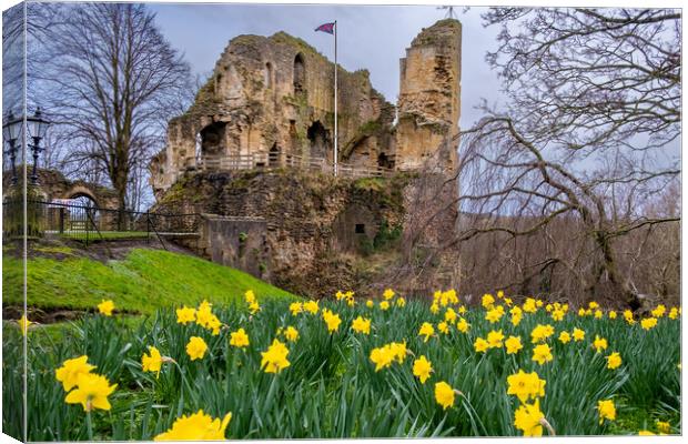 Knaresborough Castle Daffodils Canvas Print by Steve Smith