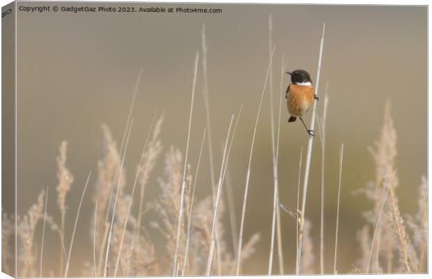 Stonechat within the reeds  Canvas Print by GadgetGaz Photo