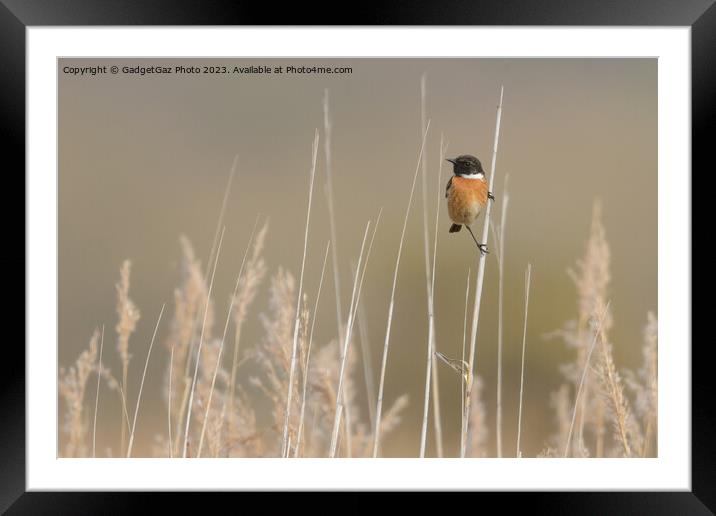 Stonechat within the reeds  Framed Mounted Print by GadgetGaz Photo